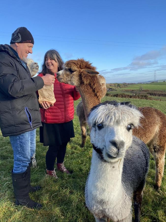Unique Stay On An Alpaca Therapy Farm With Miniature Donkeys North Wales Mold Exterior foto
