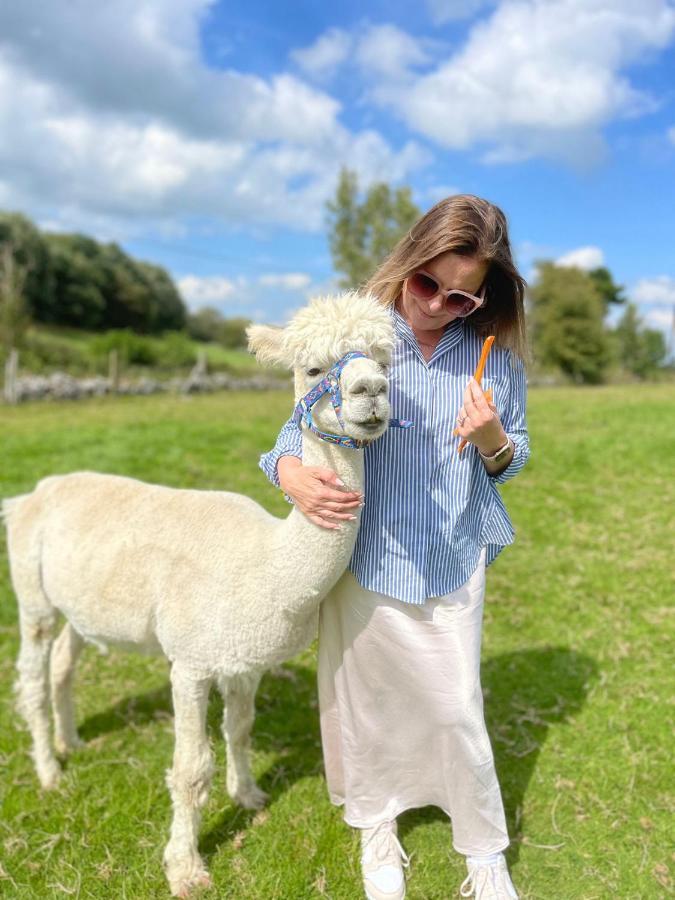 Unique Stay On An Alpaca Therapy Farm With Miniature Donkeys North Wales Mold Exterior foto