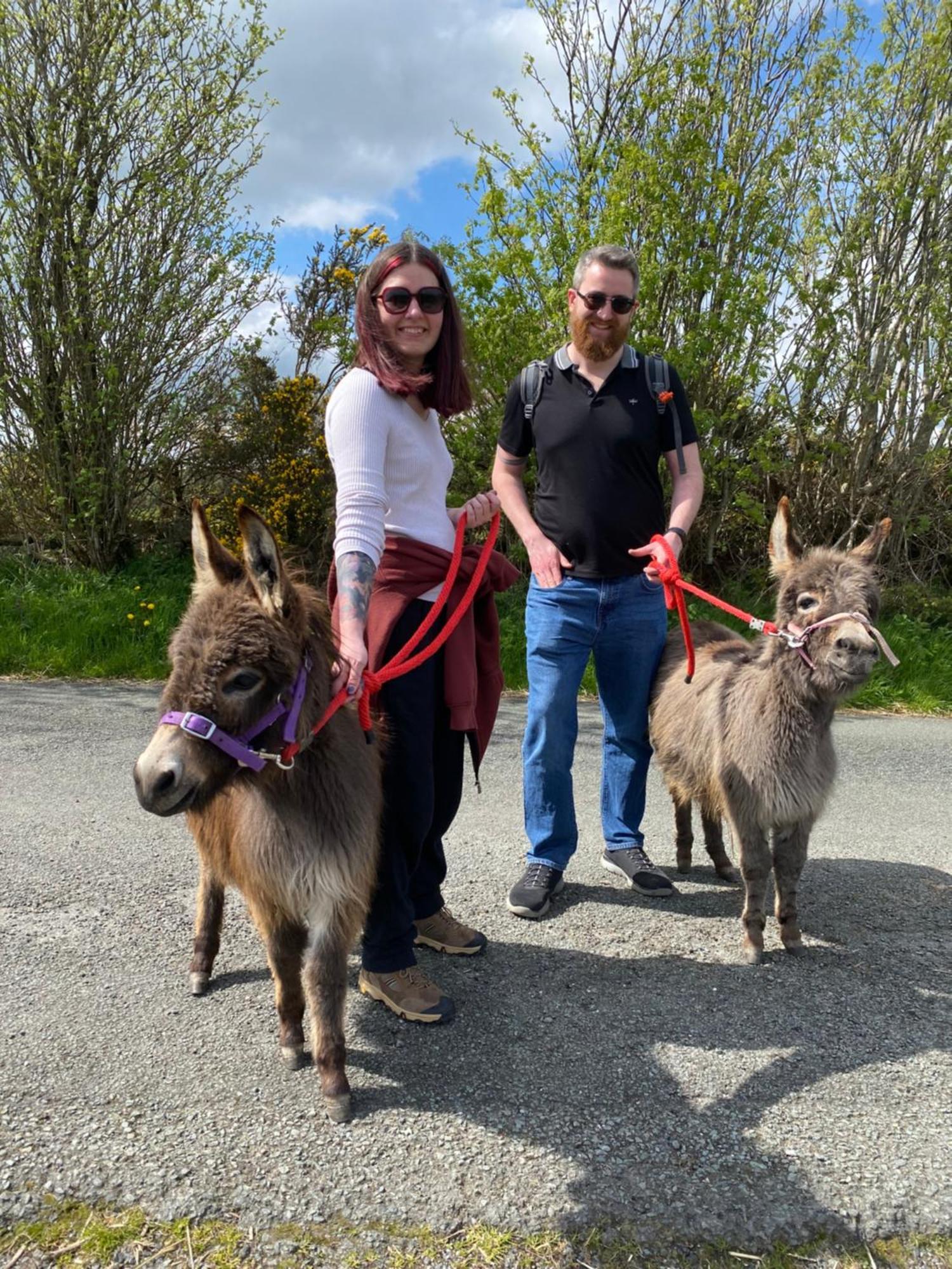Unique Stay On An Alpaca Therapy Farm With Miniature Donkeys North Wales Mold Exterior foto