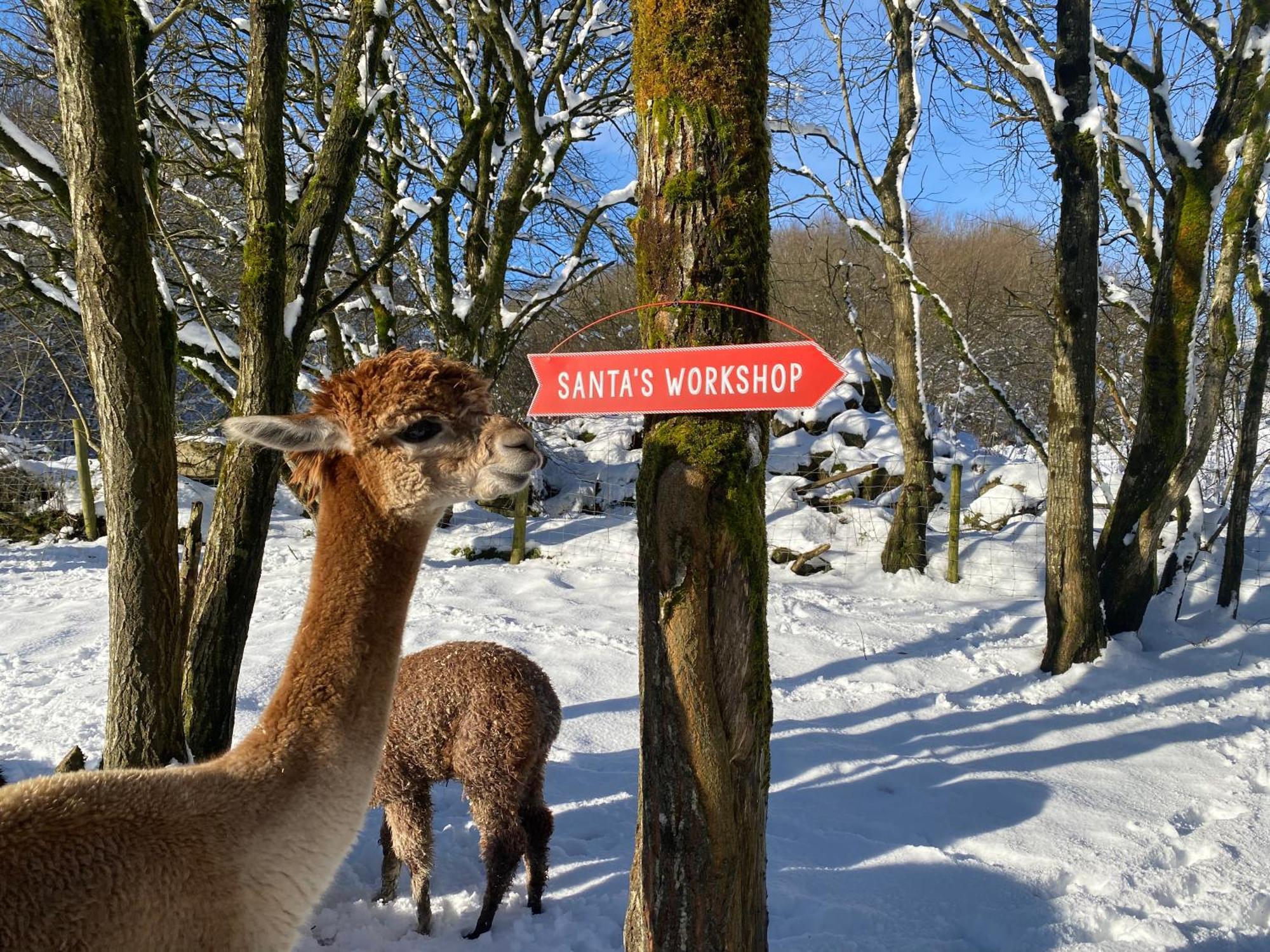Unique Stay On An Alpaca Therapy Farm With Miniature Donkeys North Wales Mold Exterior foto